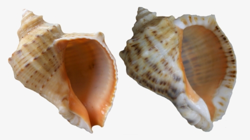Seashells Clipart Shell Conch - Whelk Shell Transparent, HD Png Download, Free Download