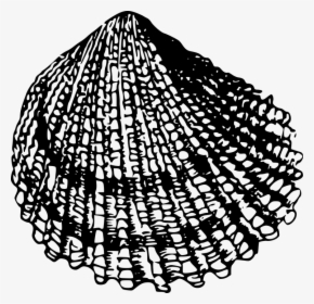 Beach, Sea, Seashell, Shell - Sea Shell Drawing Black And White Png, Transparent Png, Free Download