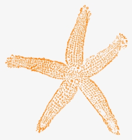 Collection Of Free Starfish Vector Shell Sea - Fish Clip Art, HD Png Download, Free Download