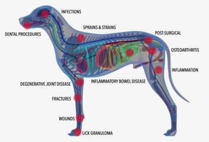 Companion Laser Therapy, HD Png Download, Free Download