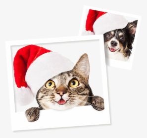 Christmas Day Pet, HD Png Download, Free Download