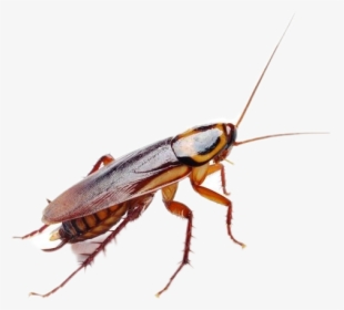 Roaches Clipart, HD Png Download, Free Download