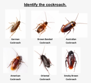 Home / Cockroach Pest Control / Identify The Roach - Brown Banded Cockroach Australia, HD Png Download, Free Download