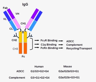 Igg Antibody Structure, HD Png Download, Free Download