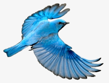 Blue Bird Png - Blue Bird Flying Png, Transparent Png, Free Download