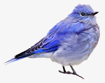 Eastern-bluebird - Finch Sparrow Blue Bird, HD Png Download, Free Download