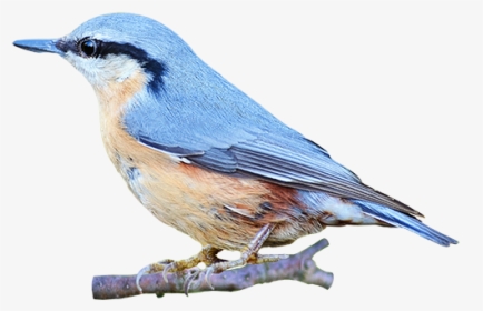 Portable Network Graphics Clip Art Image Bird Gif - Red Breasted Nuthatch, HD Png Download, Free Download