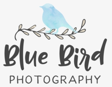 Blue Bird Png, Transparent Png, Free Download