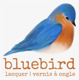 Eastern Bluebird, HD Png Download, Free Download