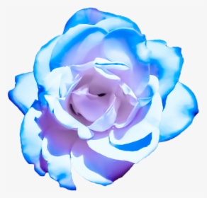 Blue Roses Png Pink, Transparent Png, Free Download