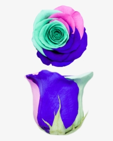 Transparent Rainbow Rose Png - Floribunda, Png Download, Free Download