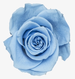Baby Blue - Light Blue Png Blue Roses, Transparent Png, Free Download