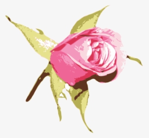 Pink,plant,flower - Blue Rose, HD Png Download, Free Download