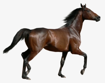 Black Horse Png Animal - Horse Png, Transparent Png, Free Download