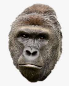 Boy Gorilla, HD Png Download, Free Download