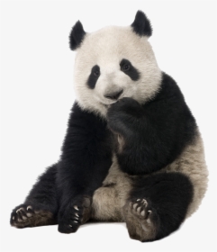 Panda - Giant Panda Cut Out, HD Png Download, Free Download