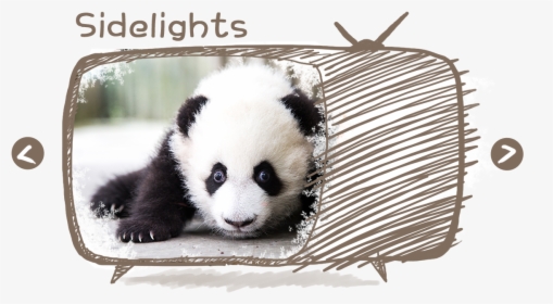Transparent Panda Head Png - Panda, Png Download, Free Download