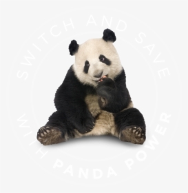 Panda Power Switch And Save - Panda Bear Sitting, HD Png Download, Free Download