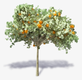 Transparent Orange Tree Png - Arbol De Naranja Png, Png Download, Free Download