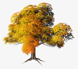 #mq #orange #tree #trees #nature #leaf, HD Png Download, Free Download