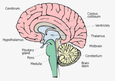 1 Different Parts Of Human Brain [13] - Different Part Of Human Brain, HD Png Download, Free Download