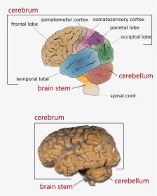 The Major Regions Of The Brain - Brain Of Different Animals, HD Png Download, Free Download