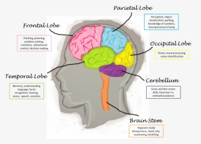 Function Lobes Of The Brain, HD Png Download, Free Download