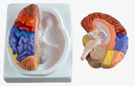 Plastic Human Brain With Different Function Area - Comprar Cerebro De Plastico, HD Png Download, Free Download