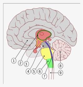 Label The Indicated Structures Of The Brain, HD Png Download, Free Download
