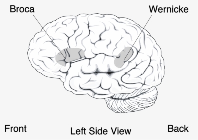 Broca"s And Wernicke"s Area Of The Human Brain - Lying Part Of Brain, HD Png Download, Free Download