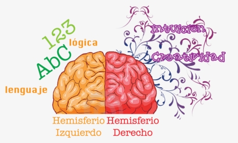 Posicionamiento Web Asturias - Human Brain, HD Png Download, Free Download