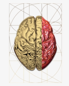 Human Brain, HD Png Download, Free Download
