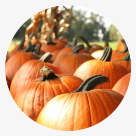 Fall-1 - Pumpkin - Realistic Clipart Pumkin, HD Png Download, Free Download