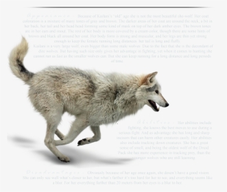 Wolfdog Coyote Gray Wolf Fur Wildlife - Art Grey Wolf Running, HD Png Download, Free Download
