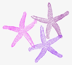 3 Clipart Starfish - Coral Reef Transparent Background, HD Png Download, Free Download