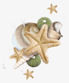 Starfish Border Png - Sea Shell Clip Art Free, Transparent Png, Free Download