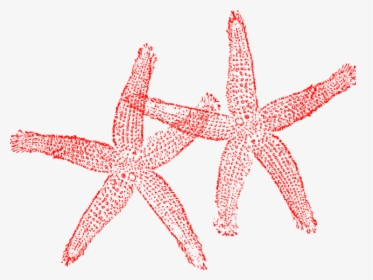 Starfish Clipart Red Starfish - Fish Clip Art, HD Png Download, Free Download