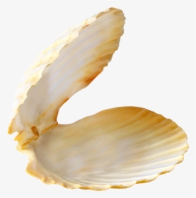 Transparent Clam Clipart - Seashell With Pearl, HD Png Download, Free Download