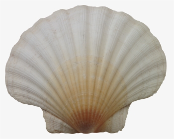 Clam - Морская Раковина Png, Transparent Png, Free Download