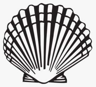 Collection Of Free Clam Drawing Scallop Download On - Scallop Clipart, HD Png Download, Free Download