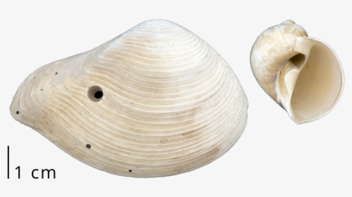 A Clam Shell With A Drill Hole Left By A Predatory - Baltic Clam, HD Png Download, Free Download