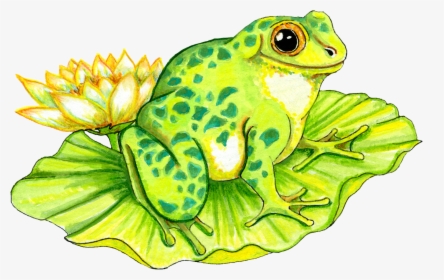 Frog On Lily Pad Drawing, HD Png Download, Free Download