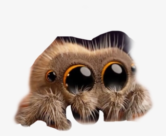 #cute #spider #freetoedit - Lucas The Cute Spider, HD Png Download, Free Download