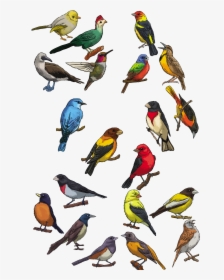 Picture Transparent Library Bird Swallow Shape Ornament - Bird, HD Png Download, Free Download