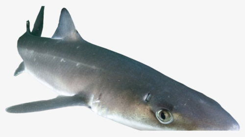 Transparent Shark Png Transparent - Dogfish Png, Png Download, Free Download
