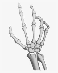 Legs Clipart Skeleton Leg - Drawing Cartoon Skeleton Hand, HD Png Download, Free Download