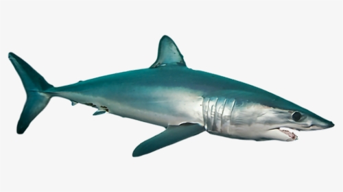 #ftestickers #shark #sea #ocean #fish - Mako Shark Transparent, HD Png Download, Free Download