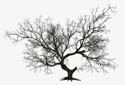 #tree #trees #forest #brunch #black #desert #fallleaves - Transparent Scary Tree Png, Png Download, Free Download