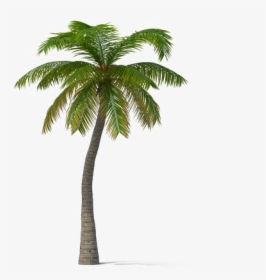 Palm Tree Png Gif, Transparent Png, Free Download