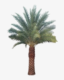 Palm Tree Transparent Images - Type Of Palm Trees, HD Png Download, Free Download